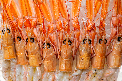 Seafood: Shrimp Isolated on White Background