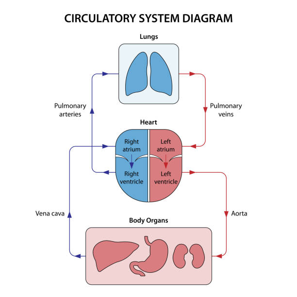 Systemic Loop Labeled 430+ Circulatory System Labeling Stock Photos, Pictures & Royalty-Free ...