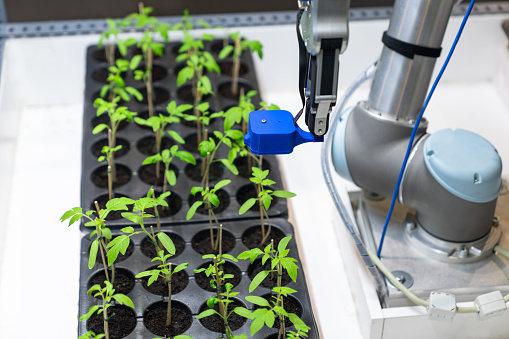 A robot in a greenhouse evaluates the quality of tomato seedlings using a sensor. Smart farming concept
