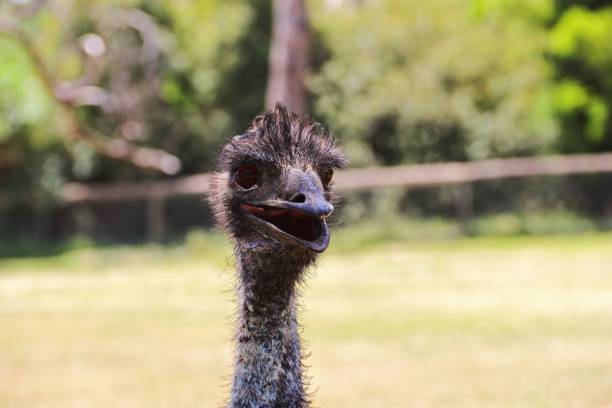 istock Comical image of an Emu looking directly at the camera with its beak open, Adelaide, Australia 1494270218