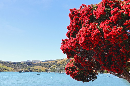 A picturesque Pohutukawa tree stands at the edge of the sea in Akaroa, New Zealand