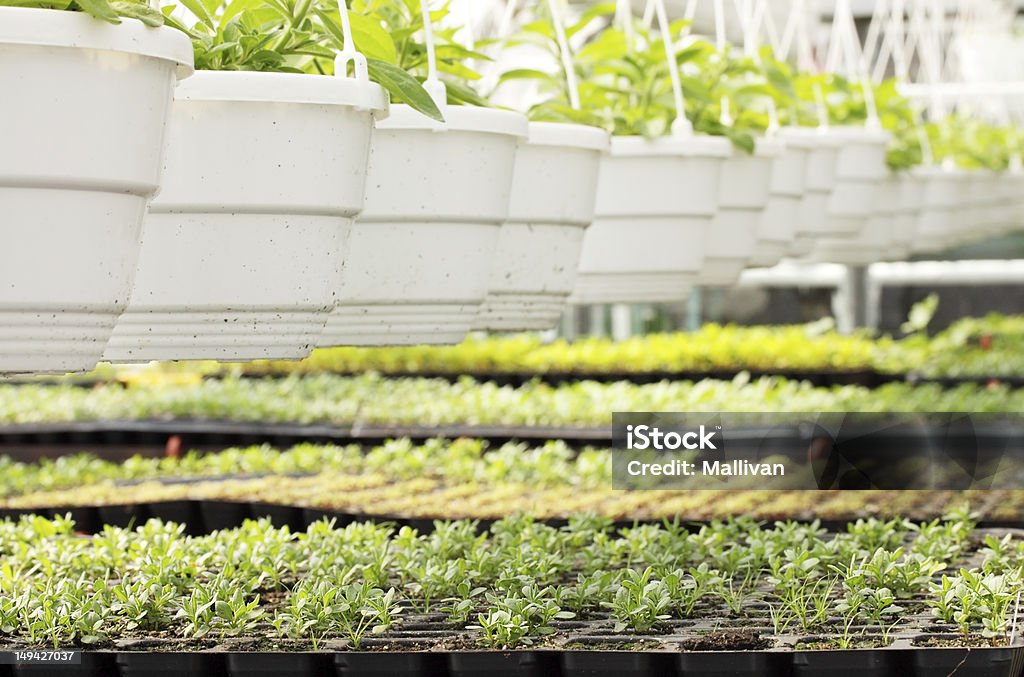 Jovem plantas de casa em - Foto de stock de Agricultura royalty-free