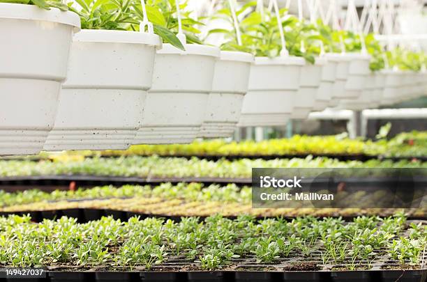 Foto de Jovem Plantas De Casa Em e mais fotos de stock de Agricultura - Agricultura, Botânica - Assunto, Colheita