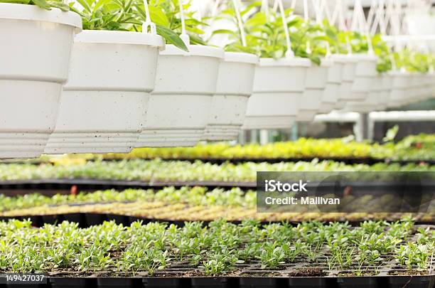 Mudas Jovens Em Casa A Quente - Fotografias de stock e mais imagens de Agricultura - Agricultura, Botânica - Ciência de plantas, Colheita