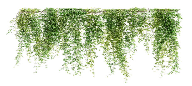 istock Group of Mucuna Pruriens creeper plants isolated on white background. 3D render. 1494271285