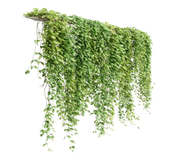 istock Group of Mucuna Pruriens creeper plants isolated on white background. 3D render. 1494271286