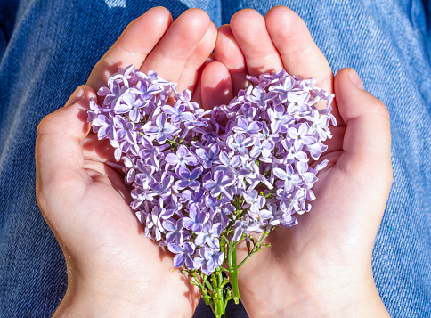 Heart of lilac flowers in the hands of a boy.