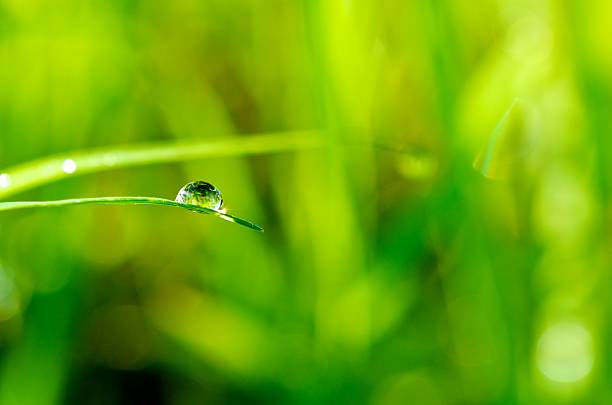 dewdrop - warmes licht foto e immagini stock