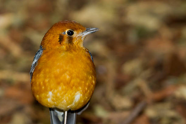 Orange headed Thrush (Zoothera citrina) Orange headed Thrush (Zoothera citrina) chinese bird orange headed thrush bird stock pictures, royalty-free photos & images