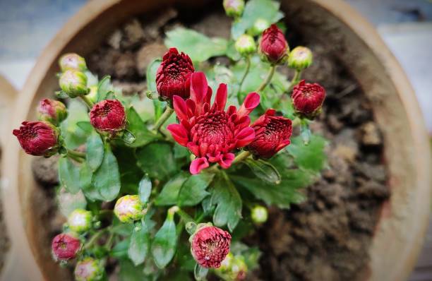 istock Chrysanthemum flower buds. 1494273088