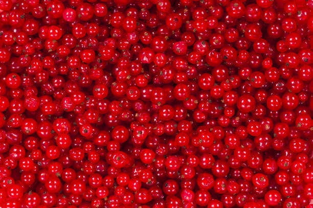 istock Ripe red currant berries for the whole frame close-up 1494273592