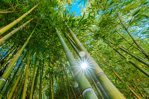 The path between the bamboo forests and the bamboos on both sides