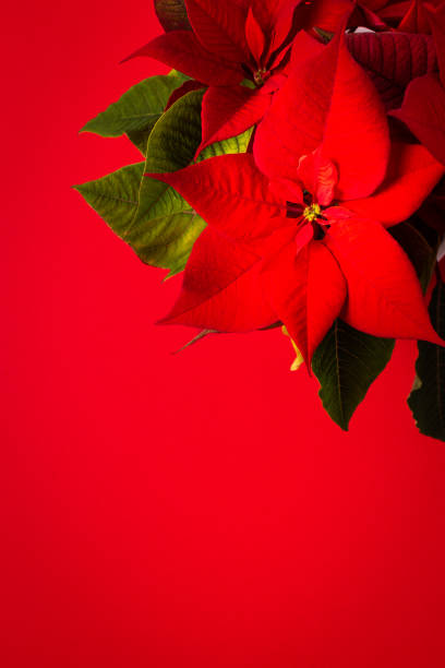 istock Christmas Poinsettia flower 1494274272