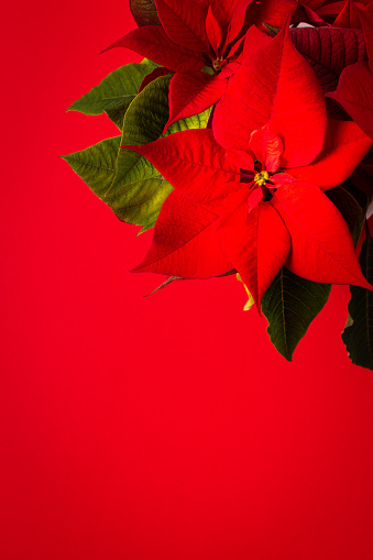 Red and green poinsettia plant with blurred background