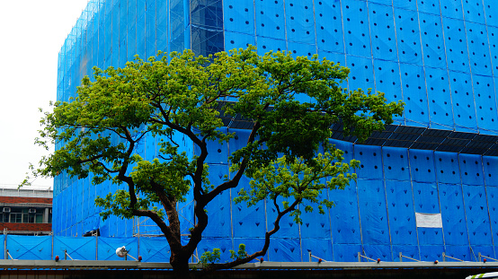 A green tree in front of the constructing building. Streetscape and cityscape. Greenery in the city.