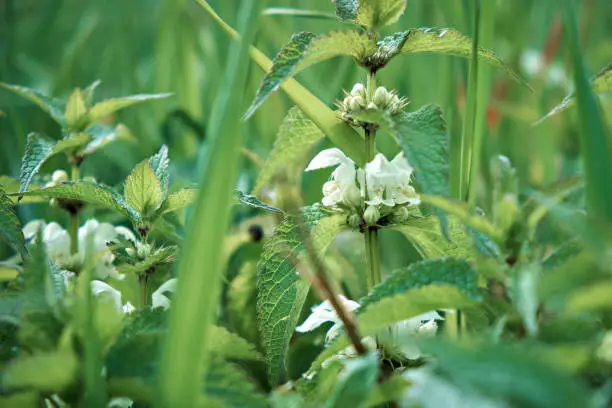 Photo of Beautiful field meadow wild flowers. Close-up