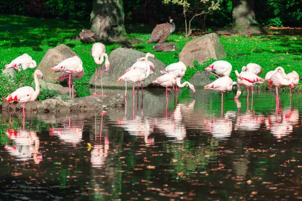 Paradise park with flamingo . Exotic birds reflection in the lake . Tropical park with flamingo