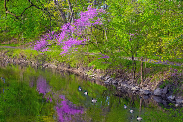 istock Small Creek with Redbud Trees and ducks-Howard County, Indiana 1494277707