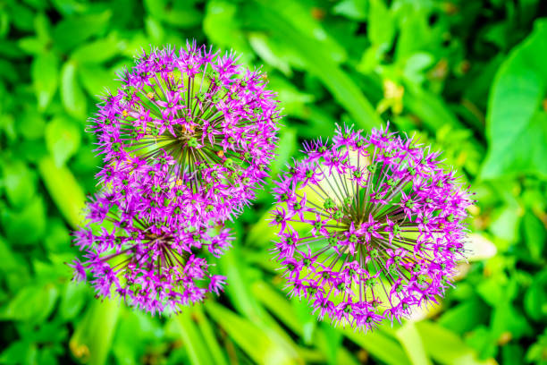 Close-up image of the Star of Persia flowers (Allium christophii) against blurred greenery background