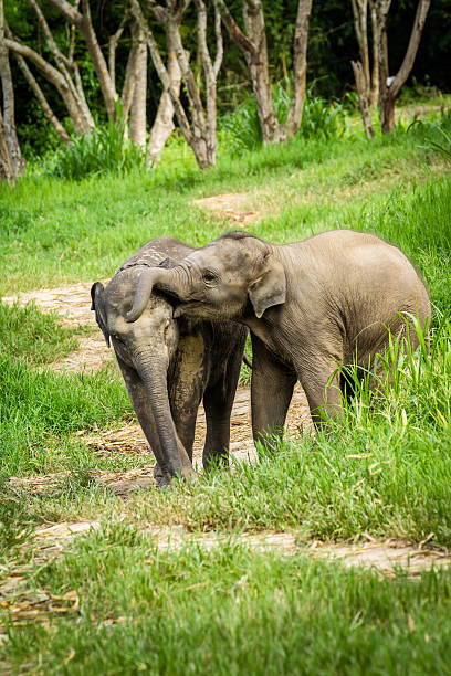 istock Two Playful Baby Elephants 149427912