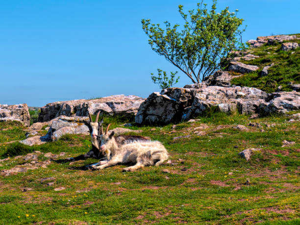 istock Goats top of Cheddar Gorge Somerset England UK 1494279985