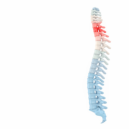 3d render backbone with colorful vertebrae