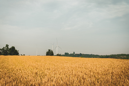 Wheat field under wind turbine rural scene