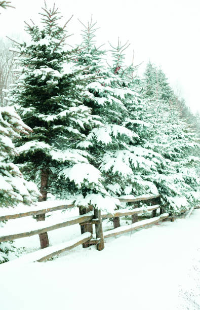 Winter landscape with snowy fir trees