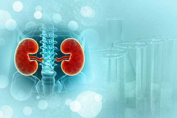 istock Human kidneys anatomy structure on science background. 3d illustration 1494282700