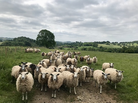 Flock of sheep staring