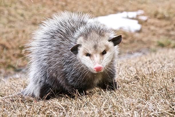 주머니쥐 - common opossum 뉴스 사진 이미지