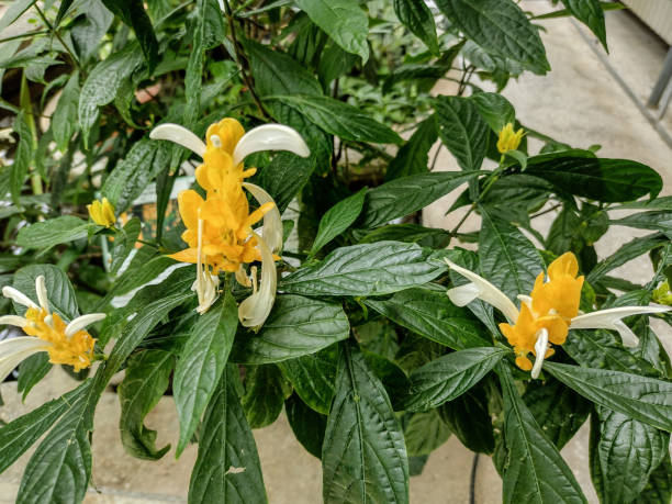 Pachystachys lutea plant with yellow flowers Pachystachys lutea plant with yellow flowers pachystachys lutea stock pictures, royalty-free photos & images