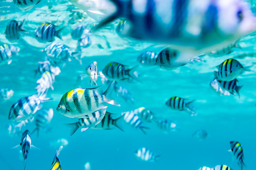 Underwater view showcasing a flock of Sergeant Major fish. The waters are clear and transparent, offering a remarkable visibility of the fish as they swim together.