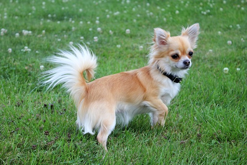 Beautiful long haired chihuahua playing in the back garden