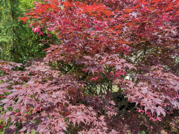 istock Red Japanese maple. Acer palmatum 1494284420