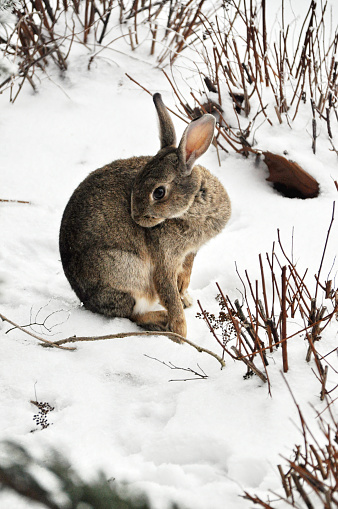 Gray rabbit on the snow in winter weather