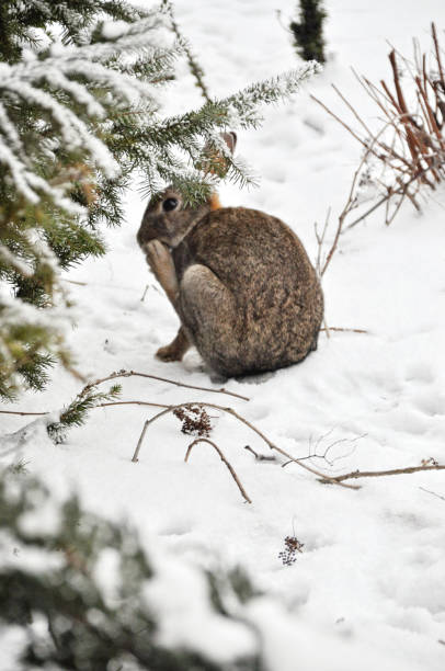 istock Gray rabbit on the snow in winter 1494284488