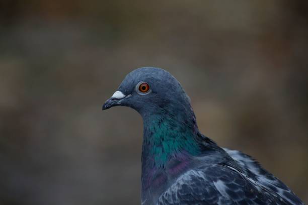istock a pigeon that is looking straight ahead and staring in the same direction 1494284686
