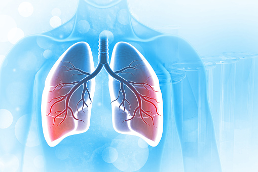 Human lungs anatomy, medical illustration. 3d digital background