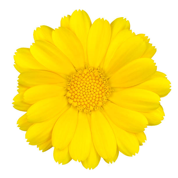istock Beautiful Yellow Daisy Isolated on White 149428551