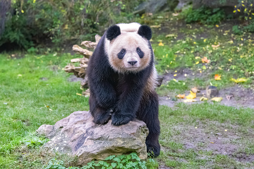 A giant panda sitting on a rock, portrait