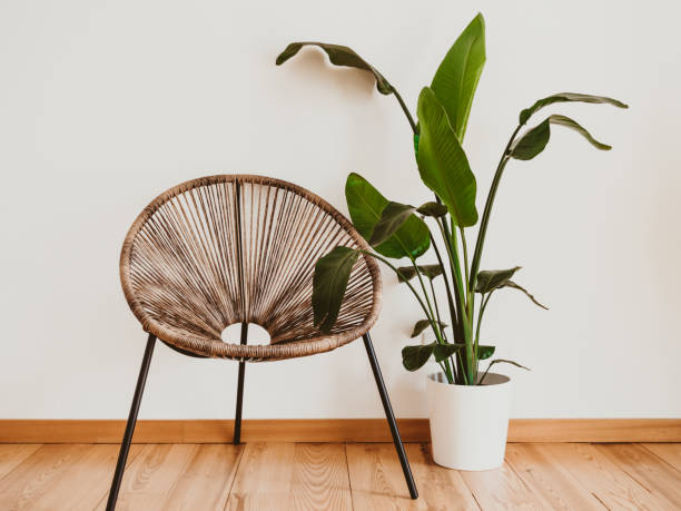 istock A wicker chair against white wall with large potted plant. 1494287098