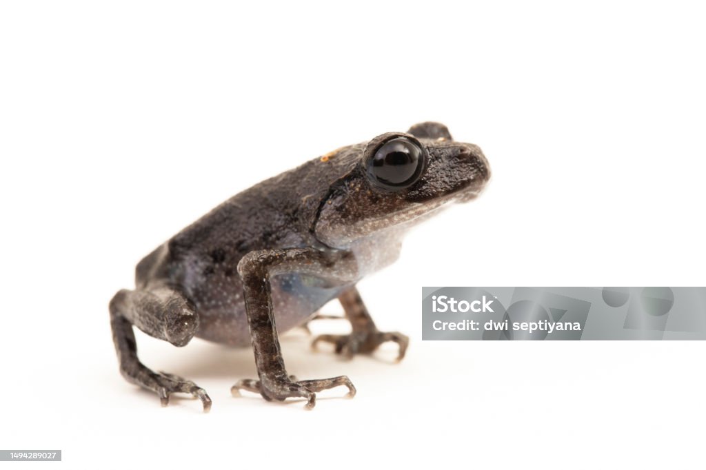 Hasselt's toad, Java spadefoot toad, Hasselt's litter frog, Leptobrachium hasseltii Hasselt's toad, Java spadefoot toad, Hasselt's litter frog, Leptobrachium hasseltii isolated on white background Amphibian Stock Photo Hasselt's toad, Java spadefoot toad, Hasselt's litter frog, Leptobrachium hasseltii Hasselt's toad, Java spadefoot toad, Hasselt's litter frog, Leptobrachium hasseltii isolated on white background Amphibian Stock Photo