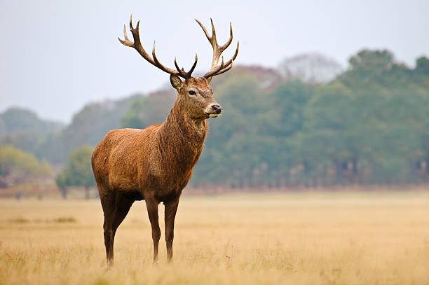 istock Portrait of majestic red deer stag 149429049