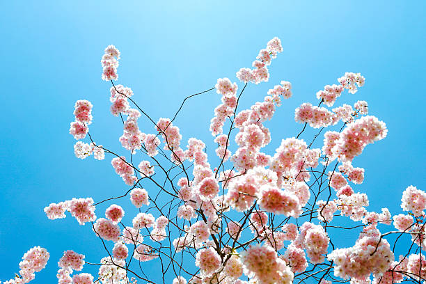 Cтоковое фото Цветение вишни