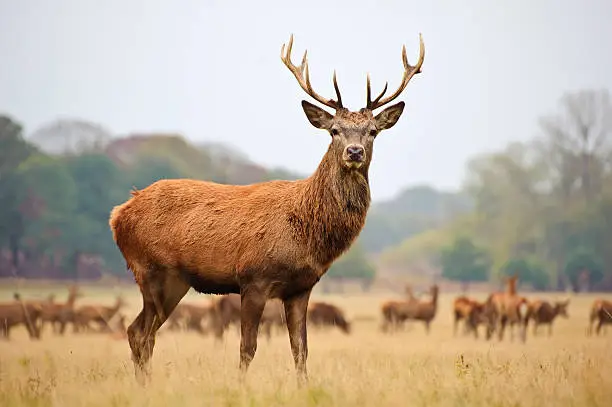 Photo of Portrait of majestic red deer stag in Autumn
