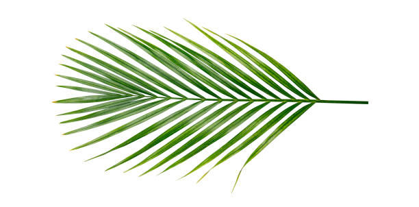 istock Green nature Palm leaf Coconut leaves on white background isolate with clipping path it easy to cut and edit. 1494290891