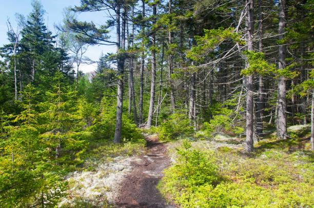 istock A nature preserve footpath Maine 1494291038