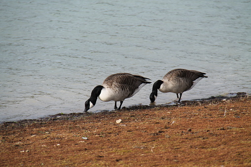 Three geese swimming in the lake at the park