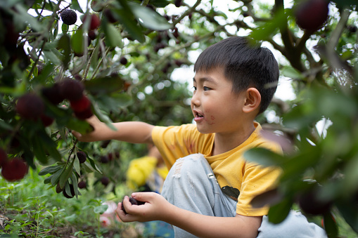 Cute little boy picking fruit